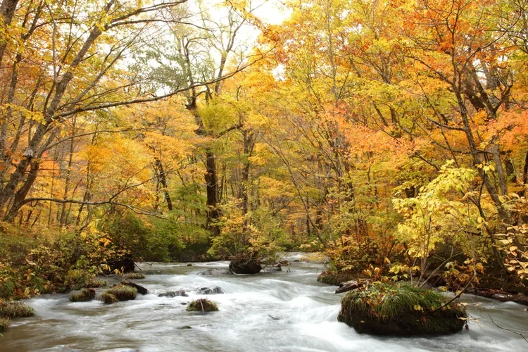 A flowing water river moves swiftly among a golden yellow forest scene in Aomori, Japan.