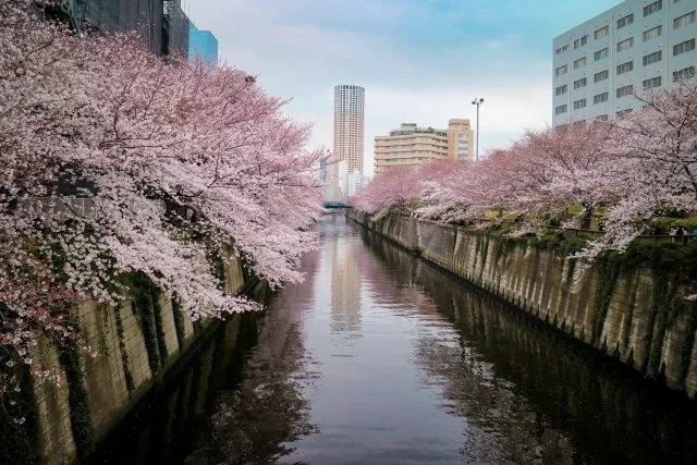 A canal in the city is lined with pink cherry blossom trees.