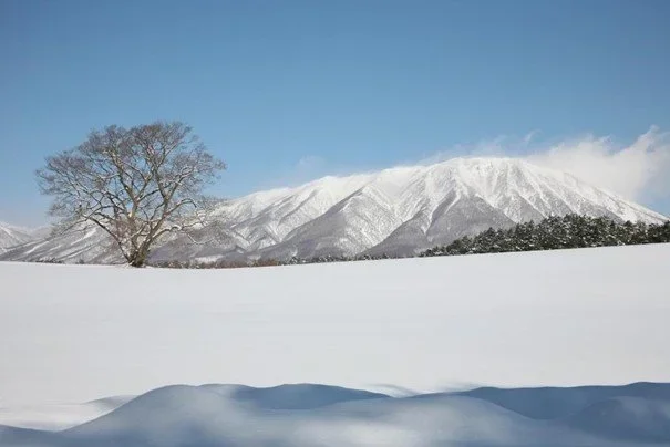 A winter landscape of untouched snow at Koiwai Farm in Aomori, Japan.
