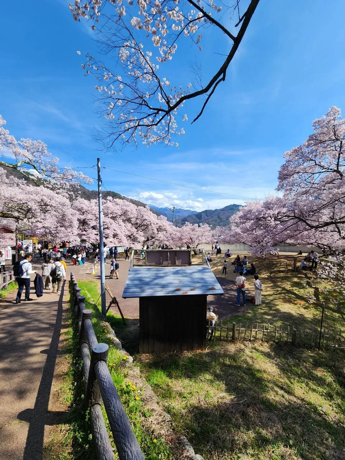 Rural Japanese town with cherry blossoms along a river.