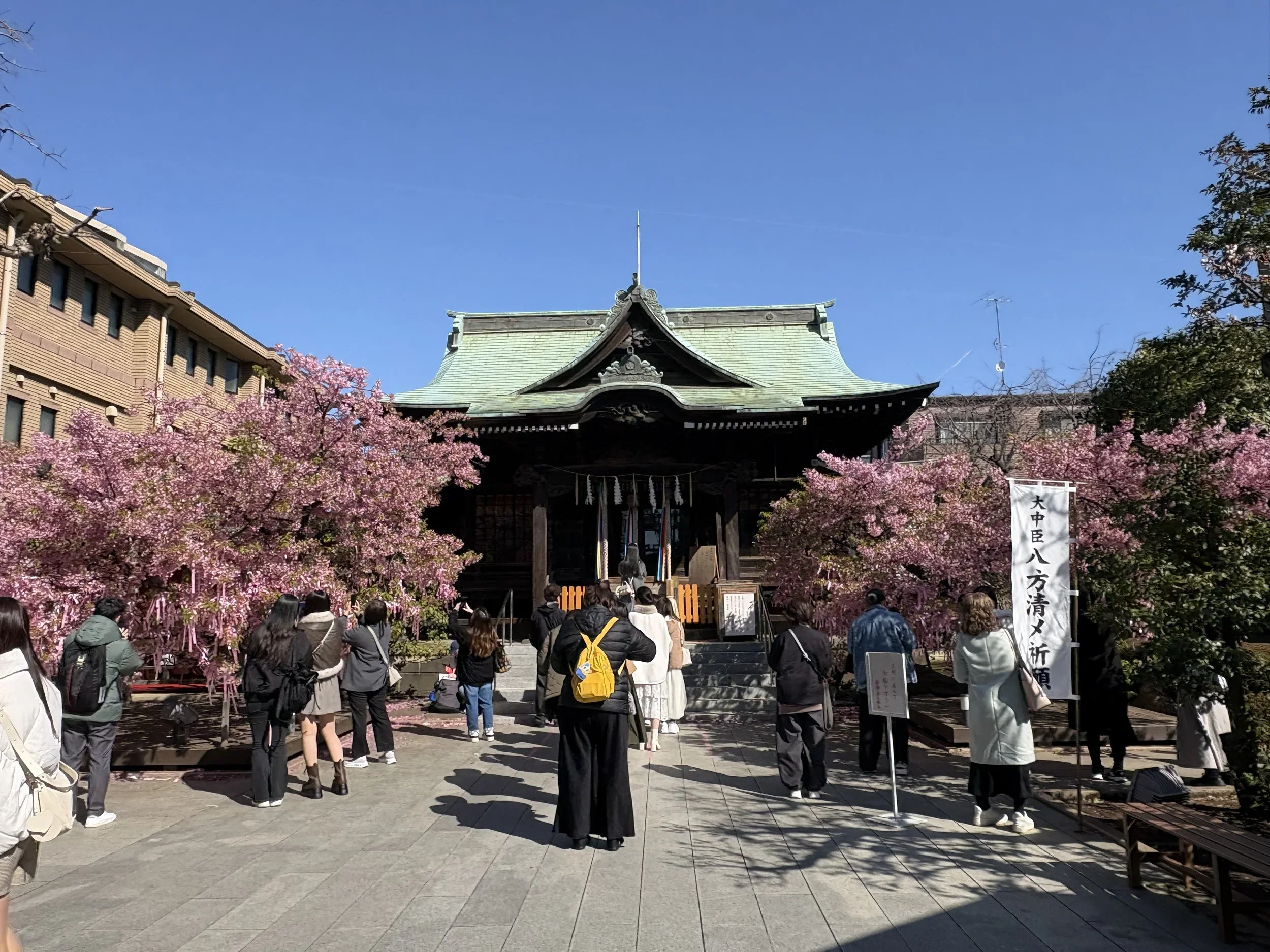 Japanese shrine called Sakura Jinja with early blooming pink kawazu sakura trees flanking the shrine.