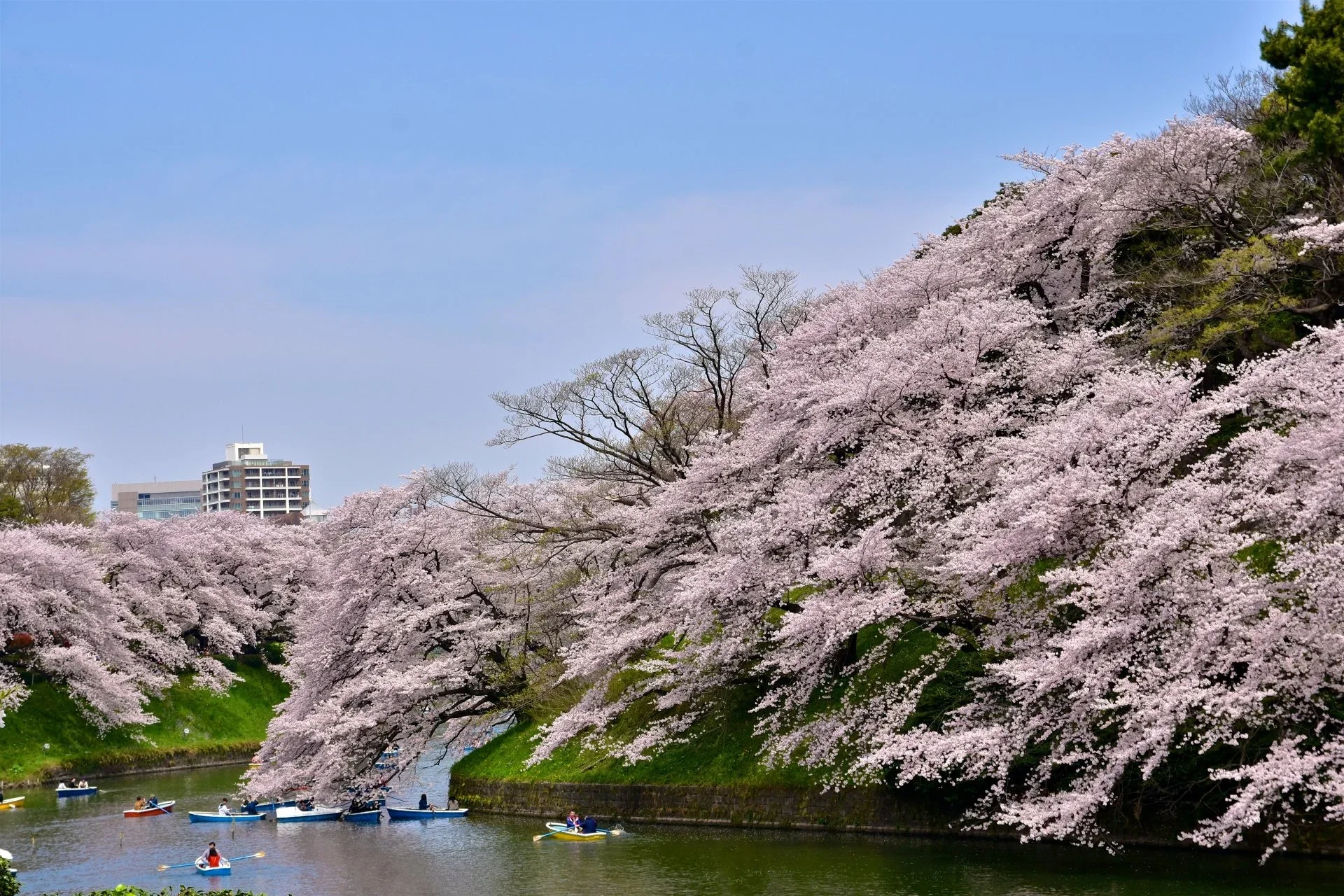 Large cherry blossom trees drape over a canal with row boats on a sunny cloudless day.