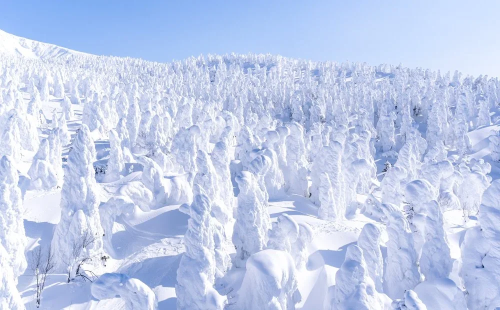 Forest of white snow covered trees taken from the gondola overlooking the Zao Snow Monsters in Yamagata on the island of Honshu in Japan.