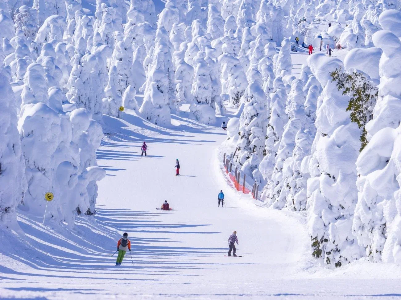 Skiers ski down the winding piste among tall snow covered trees known as snow monsters in Zao Onsen, Japan.
