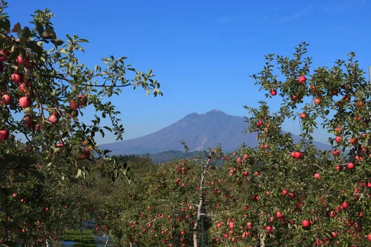 Apple orchard with a mountain scene in the background.