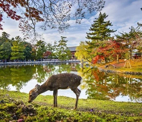 A deer grazes on grass in front of a lake near Todaiji in Japan.