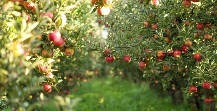 Red apples hand from the trees in a row at an apple orchard.