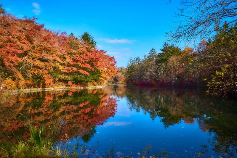 Kumoba Pond on a clear ski day reflecting in the water, with the surrounding orange leaves also reflecting in the water.