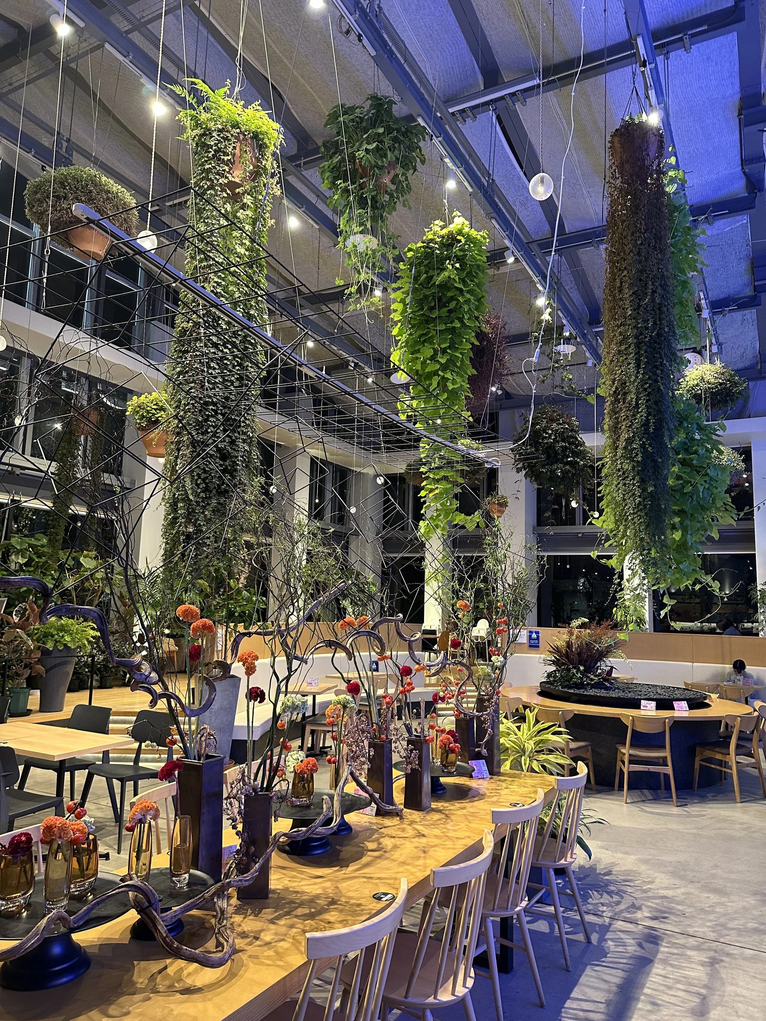A botanical garden Starbucks with hanging plants and ikebana centerpiece displays and blonde wood furniture.