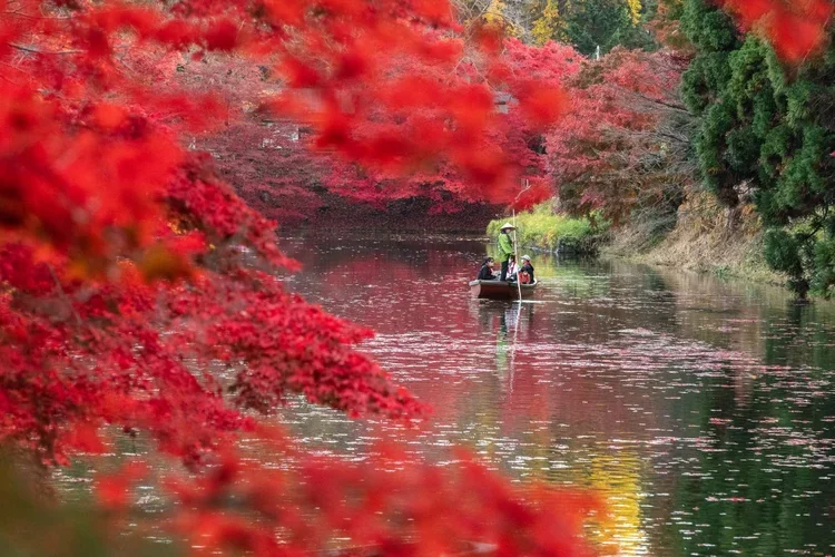 A traditional boat floats along a moat flanked by red momiji maple leaves in Aomori, Japan at Hirosaki Castle in the Fall.