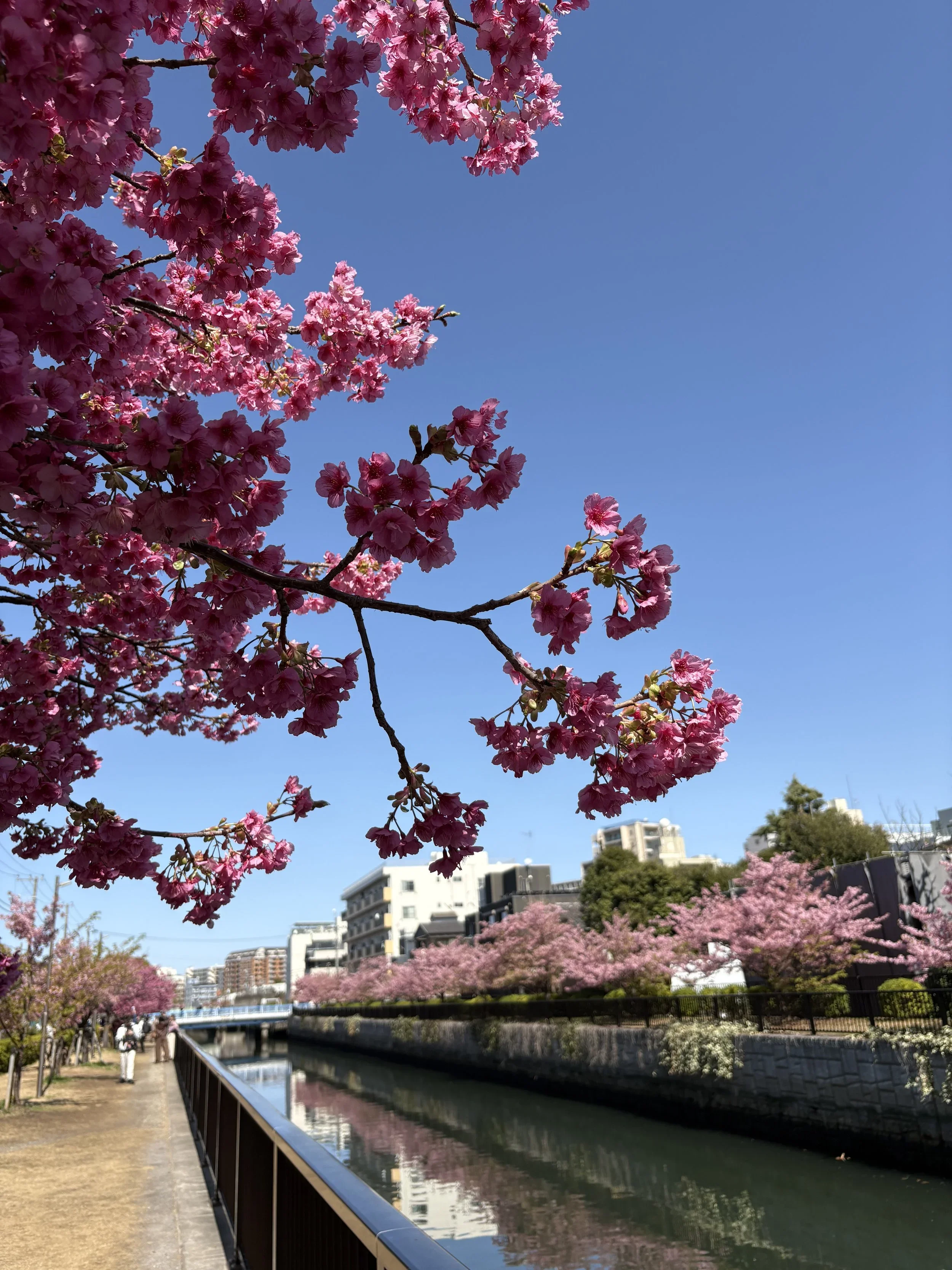 A view of early blooming Sakura in Kiba park.