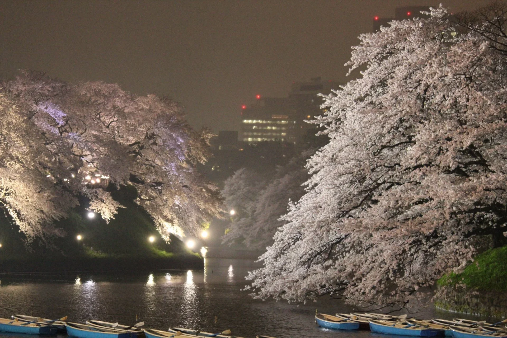 Full bloom cherry blossoms drape over a canal of water on a foggy night.