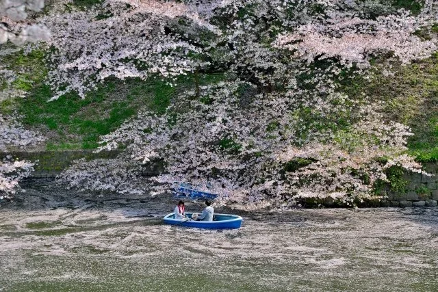 A couple sits in a row boat under the cherry blossoms draped over the water peppered with fallen petals.