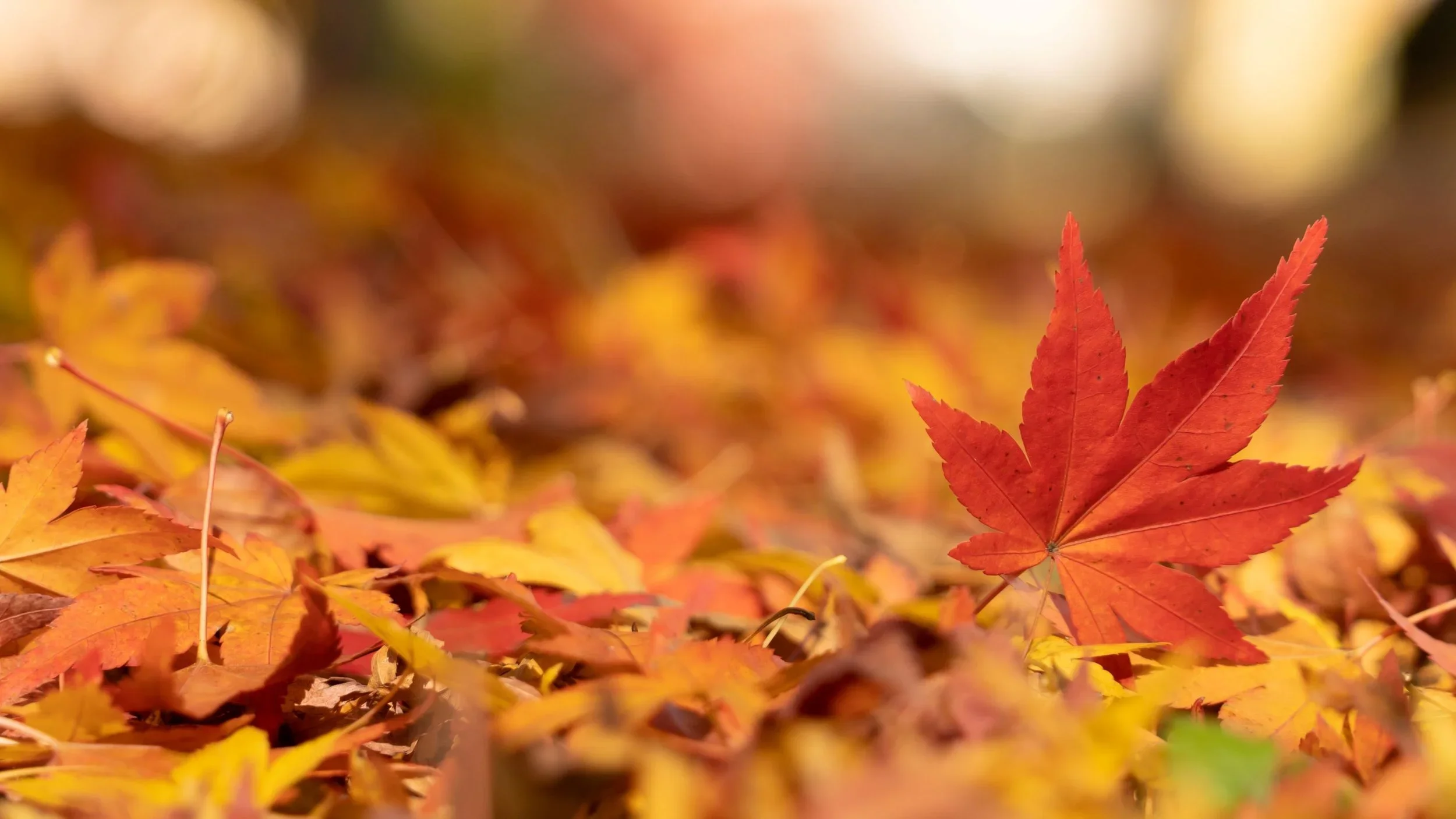 An orange maple leaf rests on a pile of yellow orange maple leafs on the ground in a fall scene in Japan.