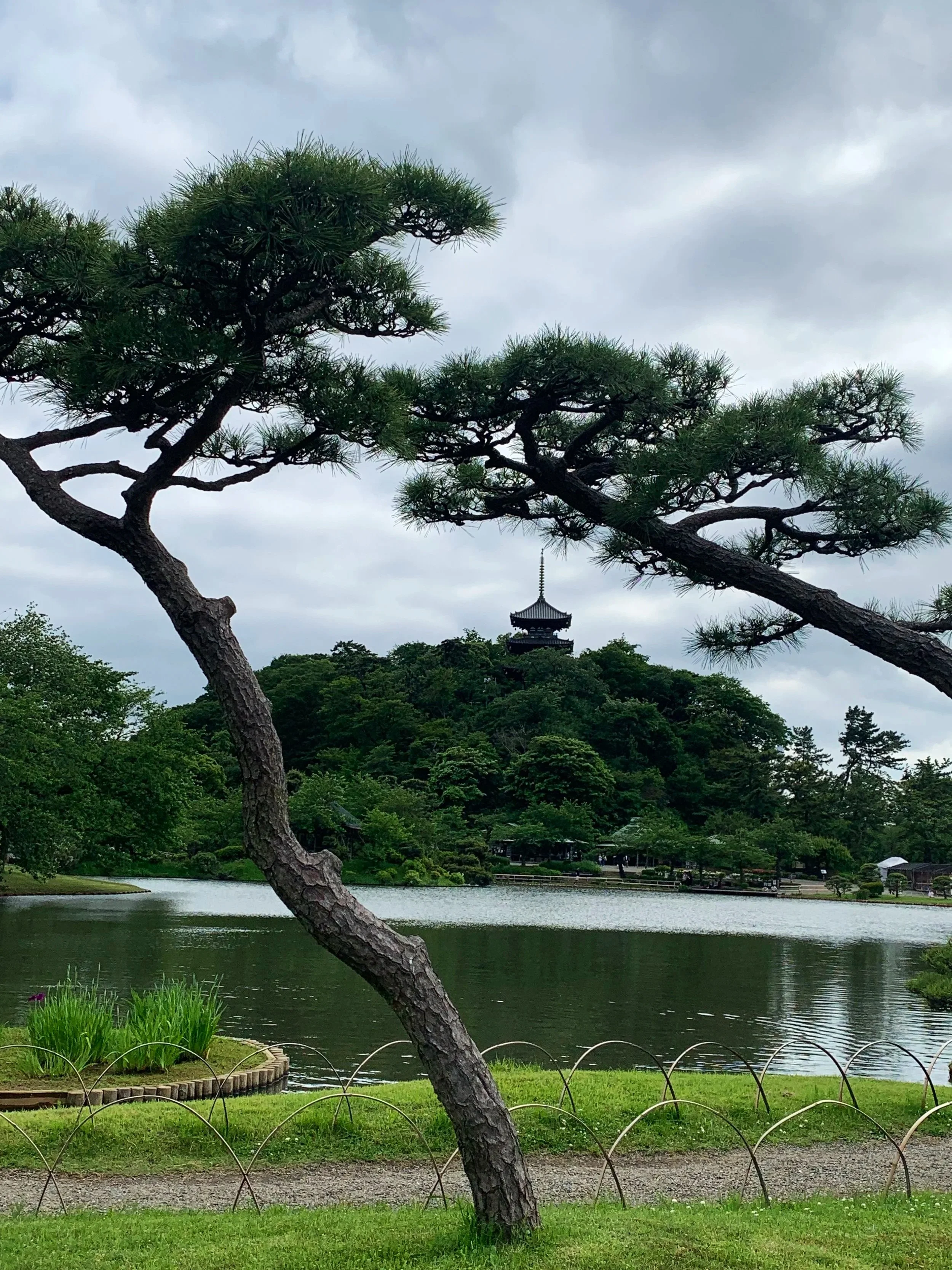 A Jpaanese garden with a pine tree and a multi-story pagoda in the background.