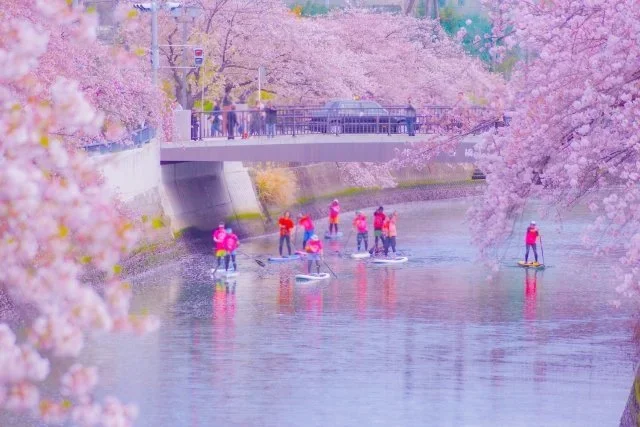 Stand up padel boarders float down the river lined with cherry blossom trees.
