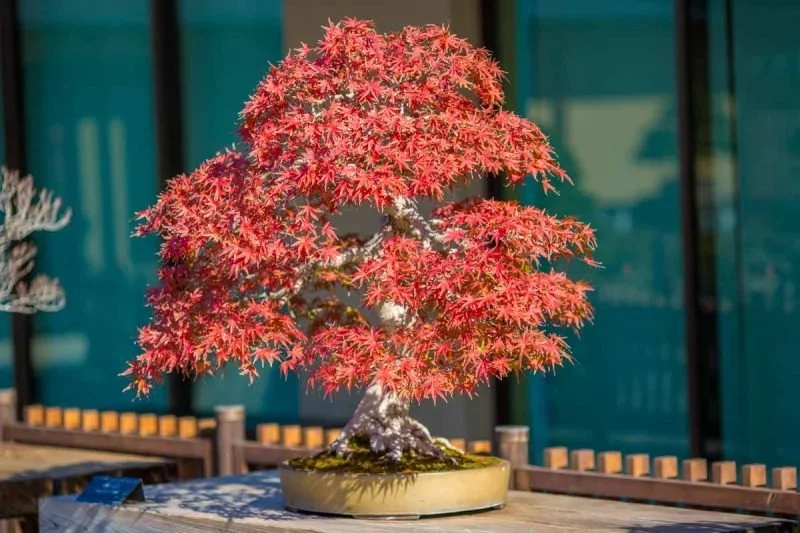 A small red momiji bonsai tree rests on a table.