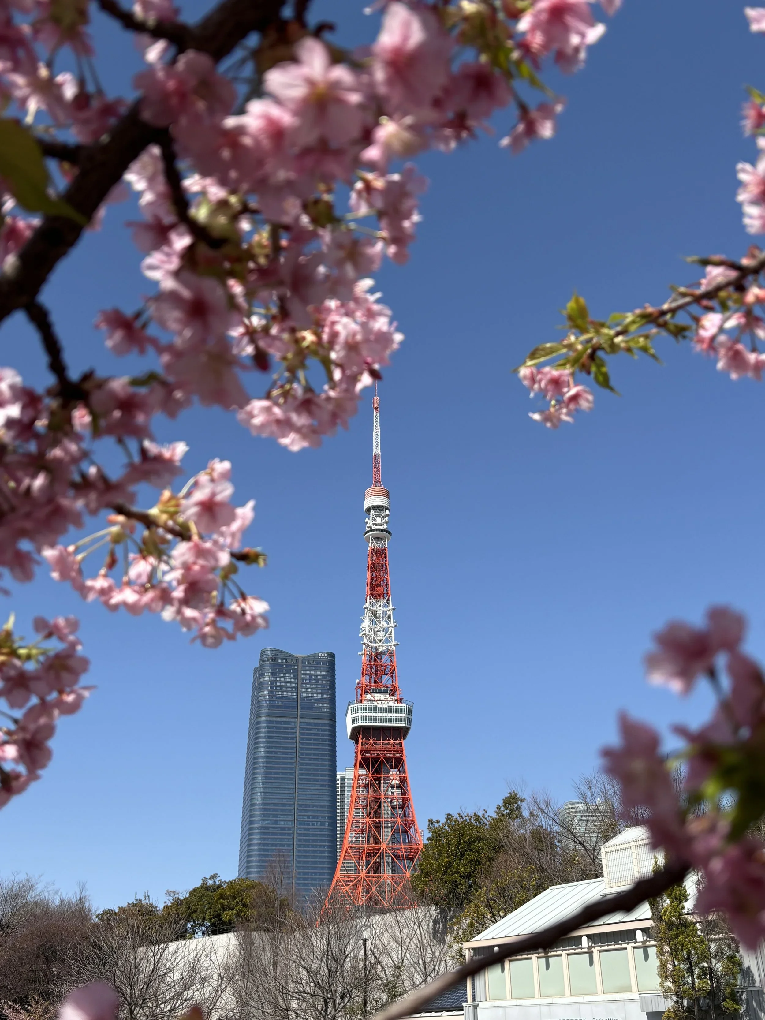 View of Tokyo Tower with Kawazu Sakura in the foreground viewed from Shiba Park in Tokyo, Japan.