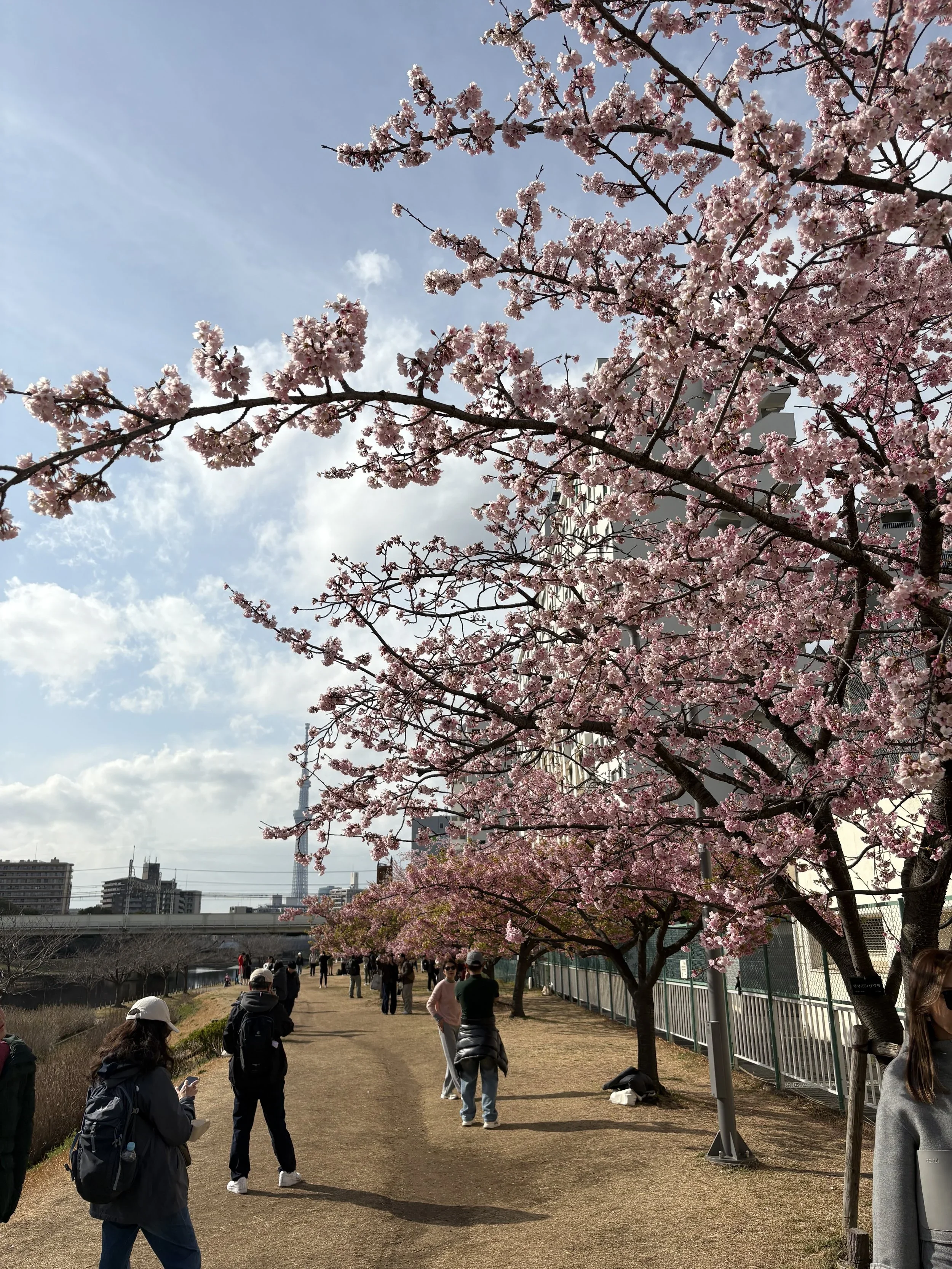 A view of cherry blossom trees along a river with sky tree in the background.
