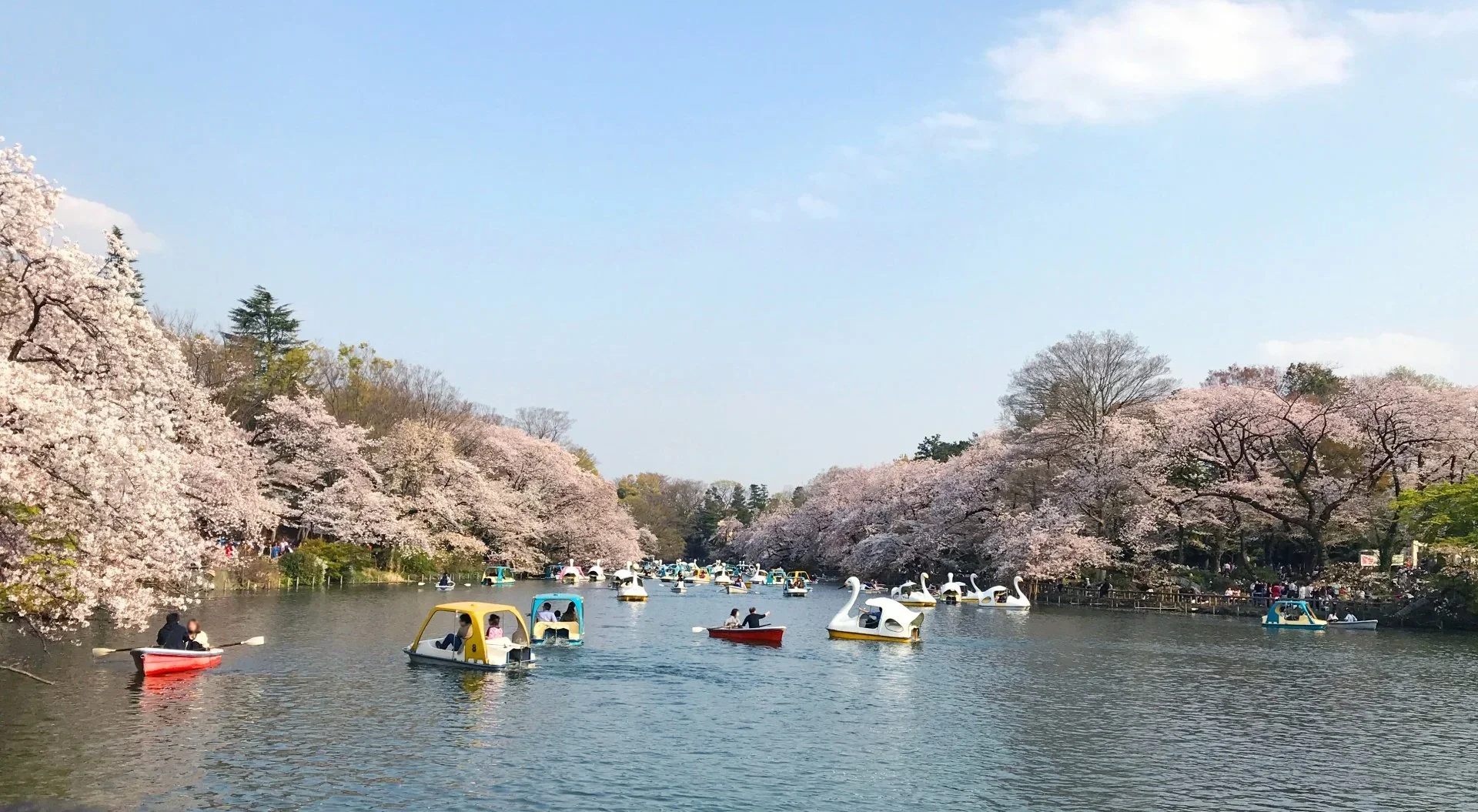 A river with pedal boats is lined with pink cherry blossom trees on a semi-cloudy day with blue skies.