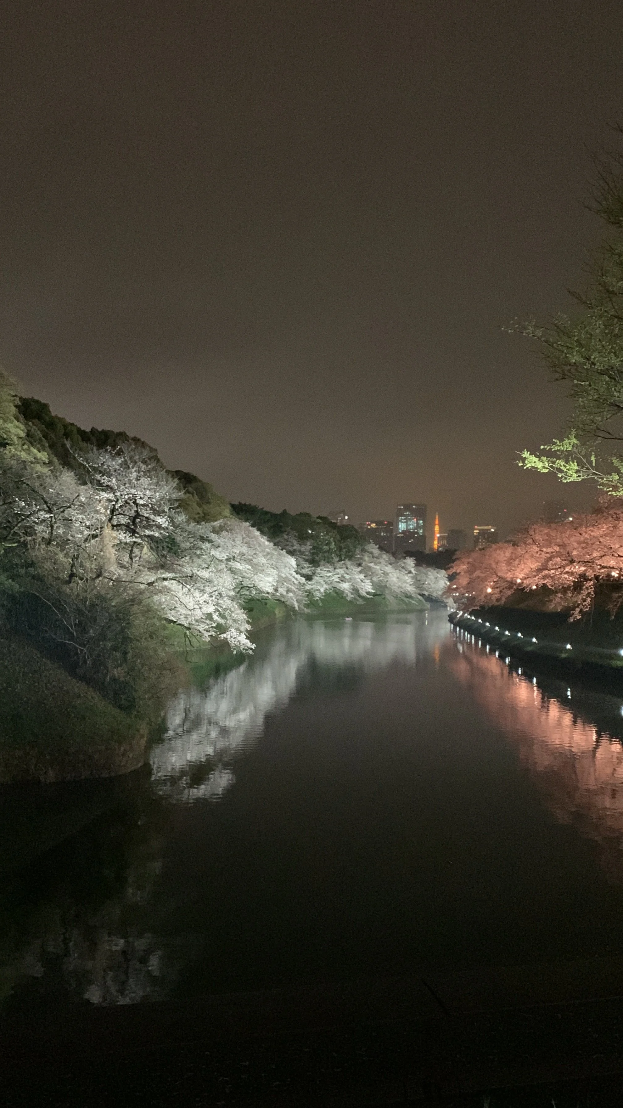 Nighttime view of cherry blossom trees along a river with city skyline in the background, illuminated by soft lighting.
