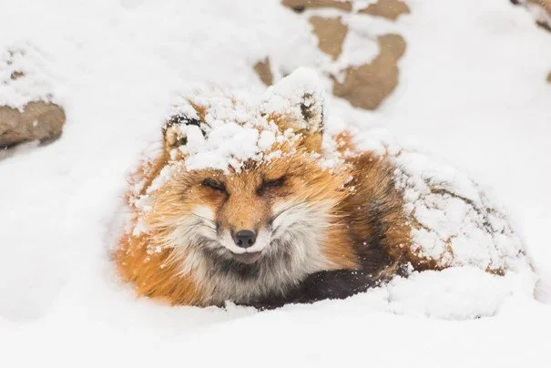 A fox lays in the snow in Yamagata, Japan.