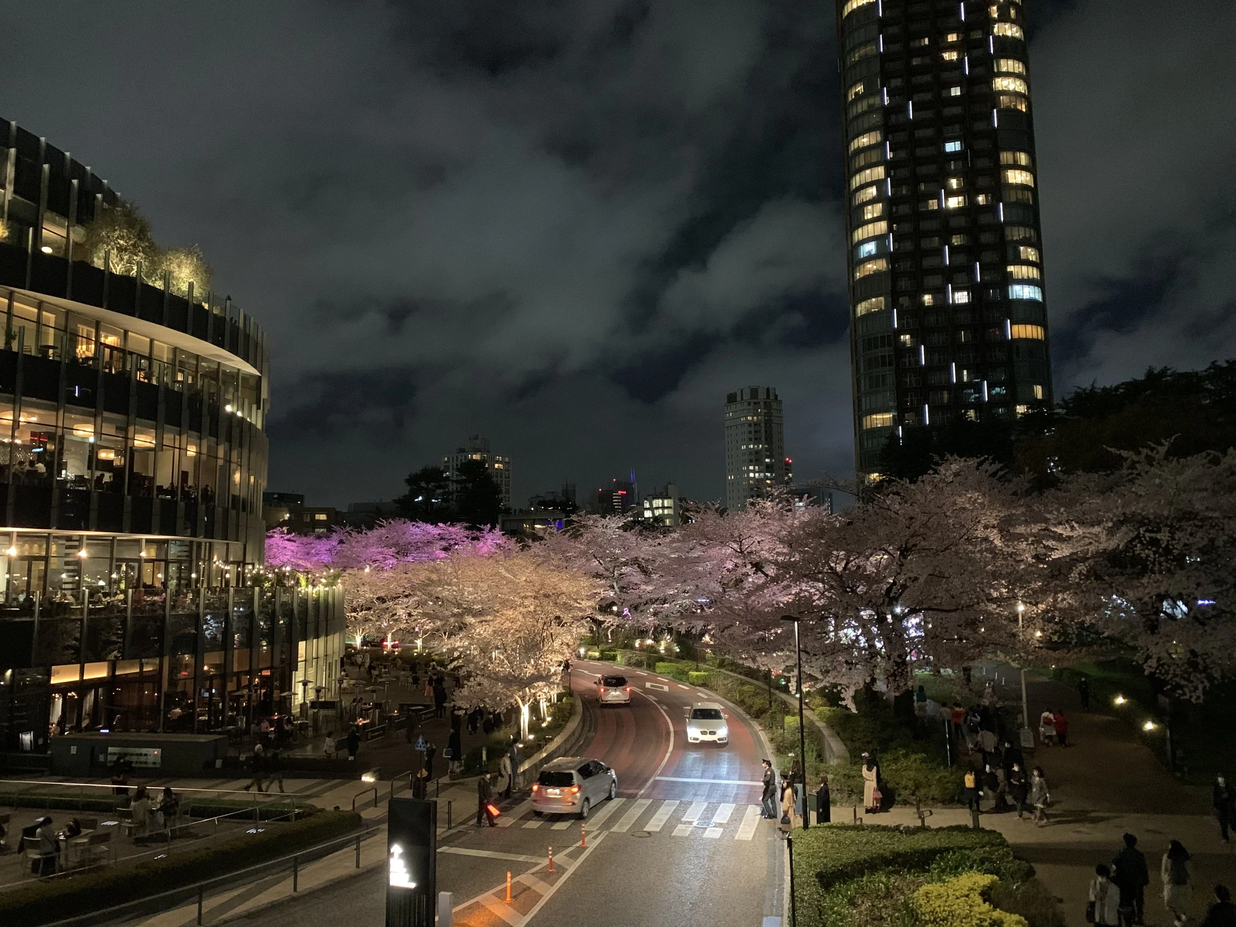 A  cherry blossom archway at night with glass high rise buildings surrounding it and a road that curves under the flower arch.