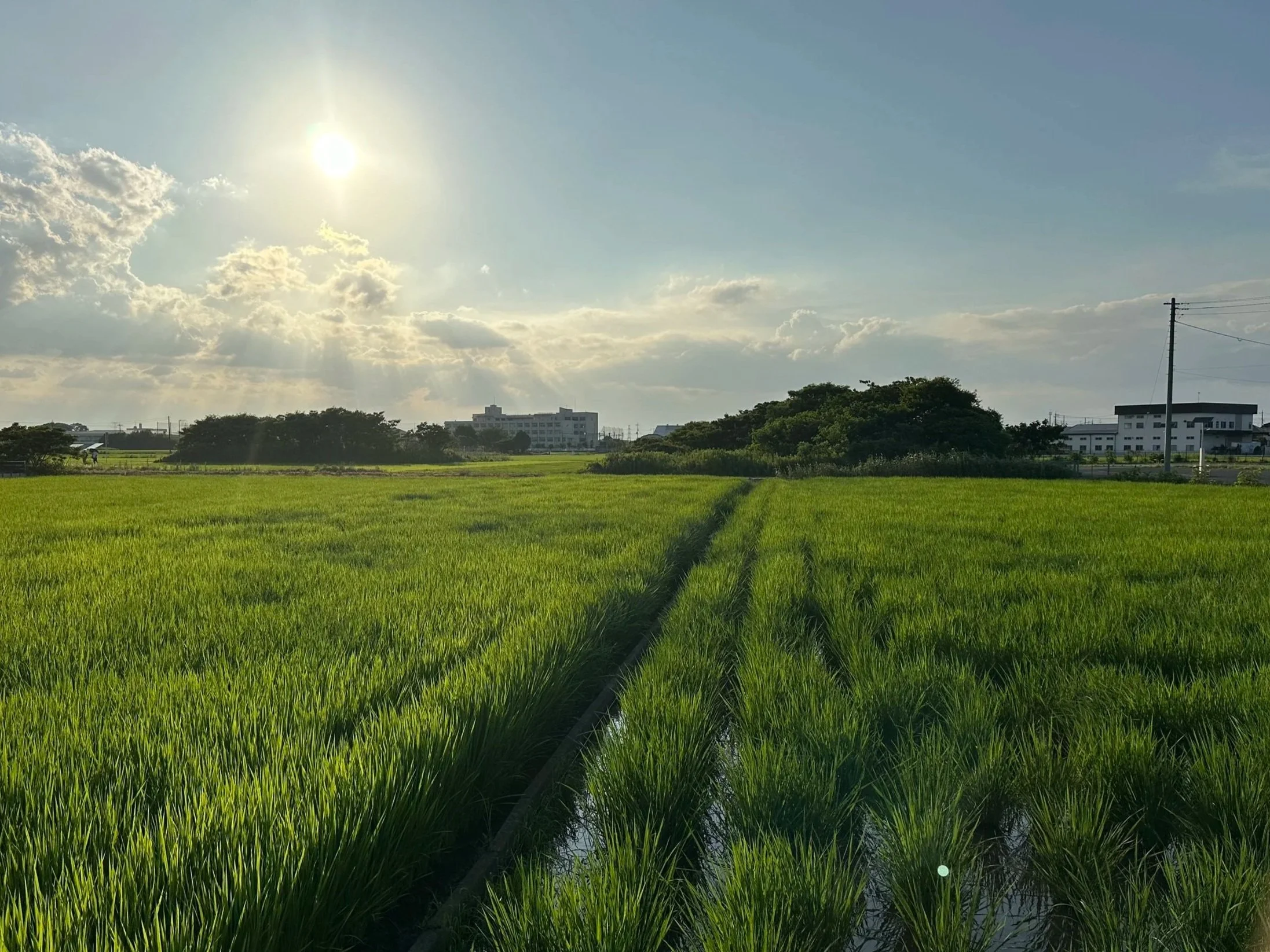 Rice field in rural Japan just before dusk.