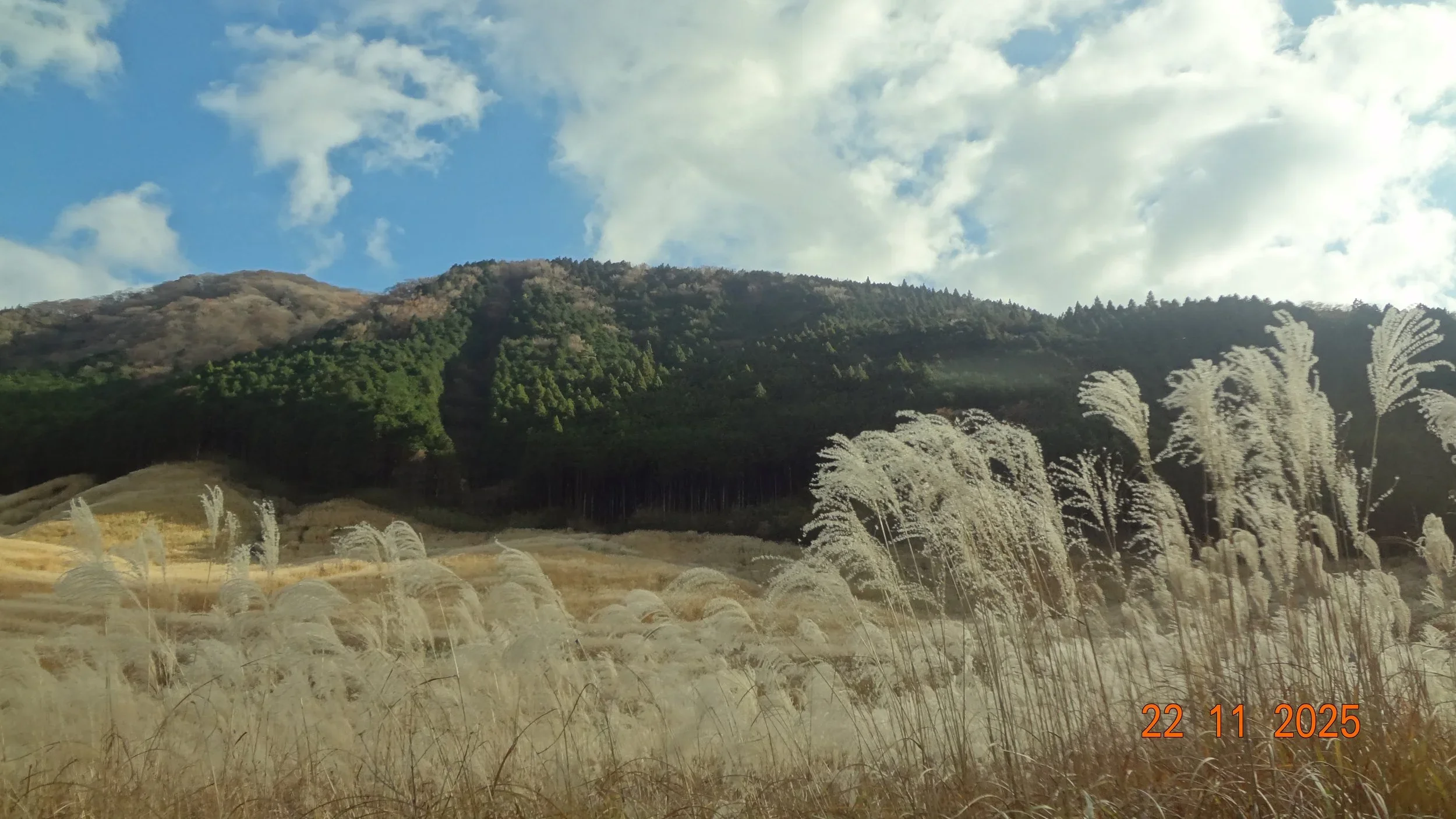 Tall grass in a mountain landscape in the fall.