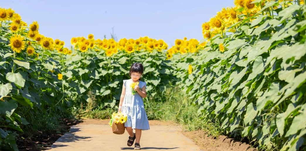A young Asian girl walks through a field of Sunflowers that is taller than her.