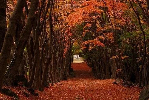 A tunnel made up of orange colored leaves of the wisteria plant in the fall.