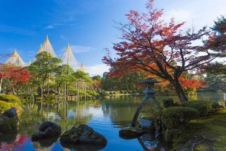 Japanese garden on a clear fall day with a lantern and maple tree in the foreground and a lake and other groomed green trees further back.