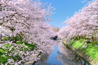 A small river is lined by cherry blossoms in the spring.