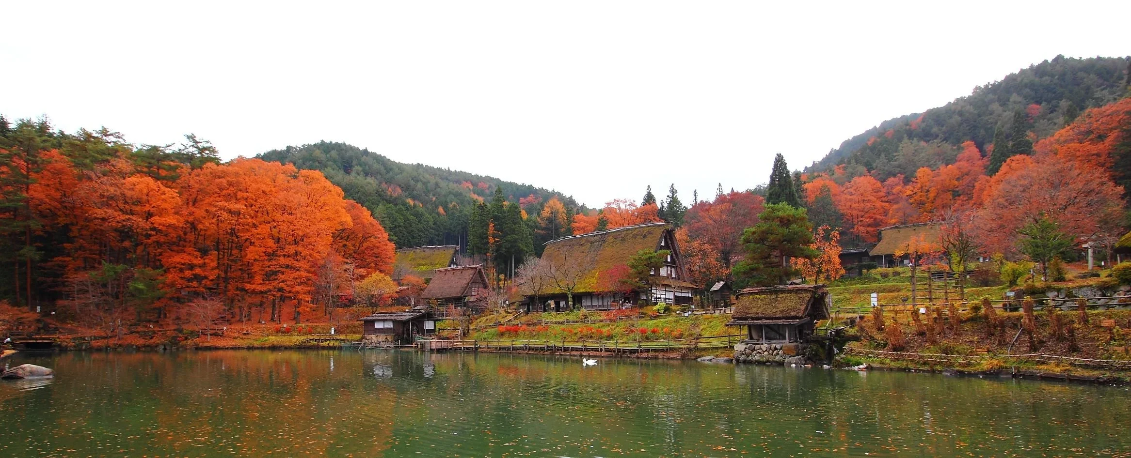 A lake surrounded by orange trees and traditional Japanese homes with thatched roofs in the rural area of Shirakago in Japan.