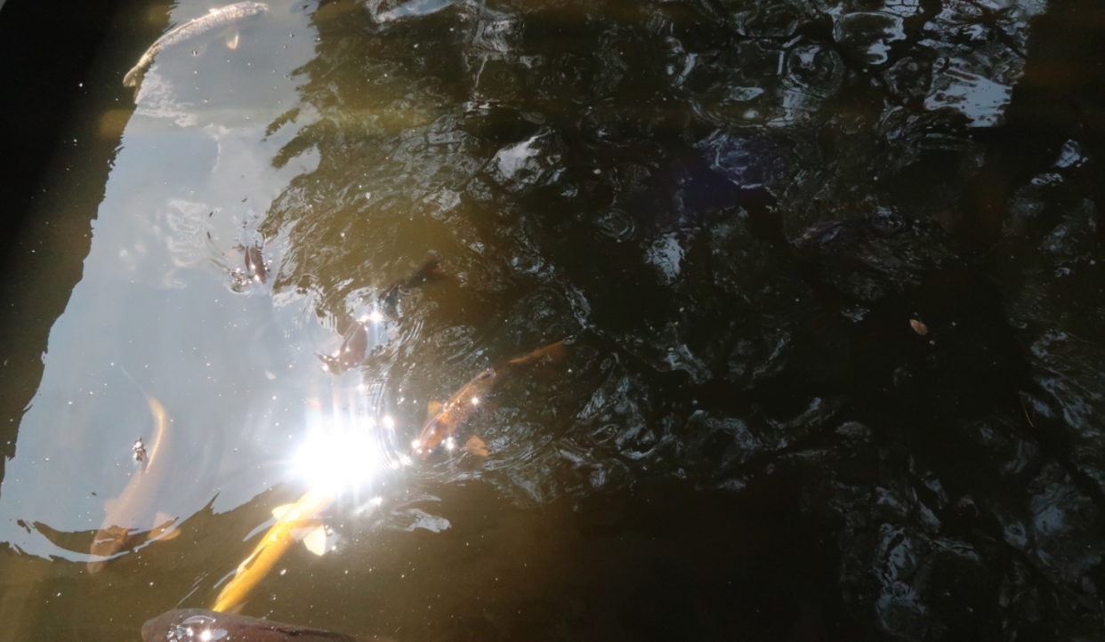Several koi fish are seen in a green pond from overhead