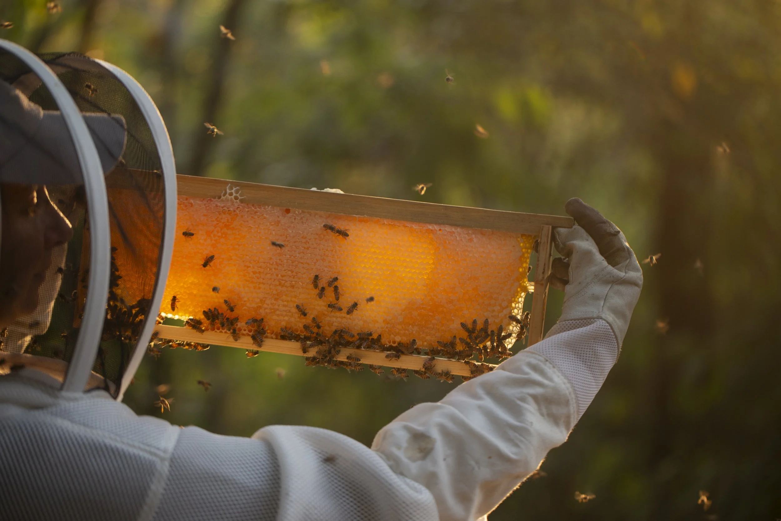A beekeeper in protective clothing holding a honeycomb frame from a hive amidst flying bees in a forest setting.