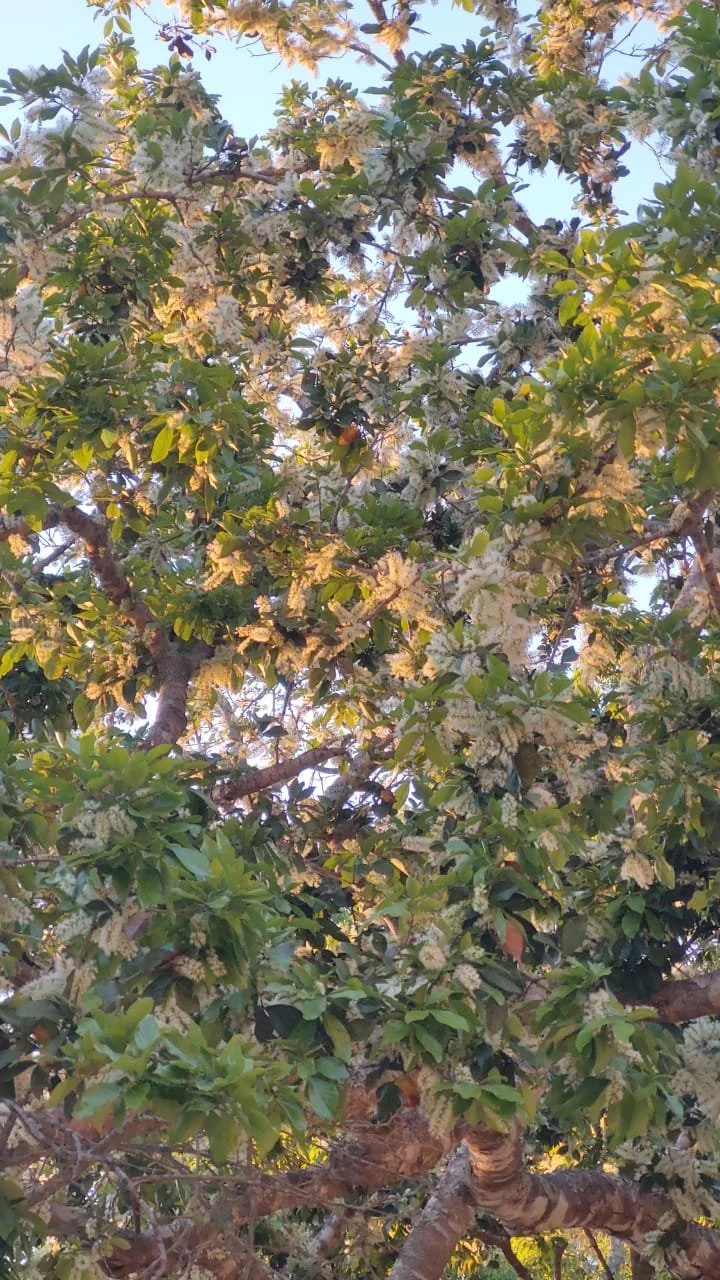 Close view of white Pacay blossoms covering a forest tree.