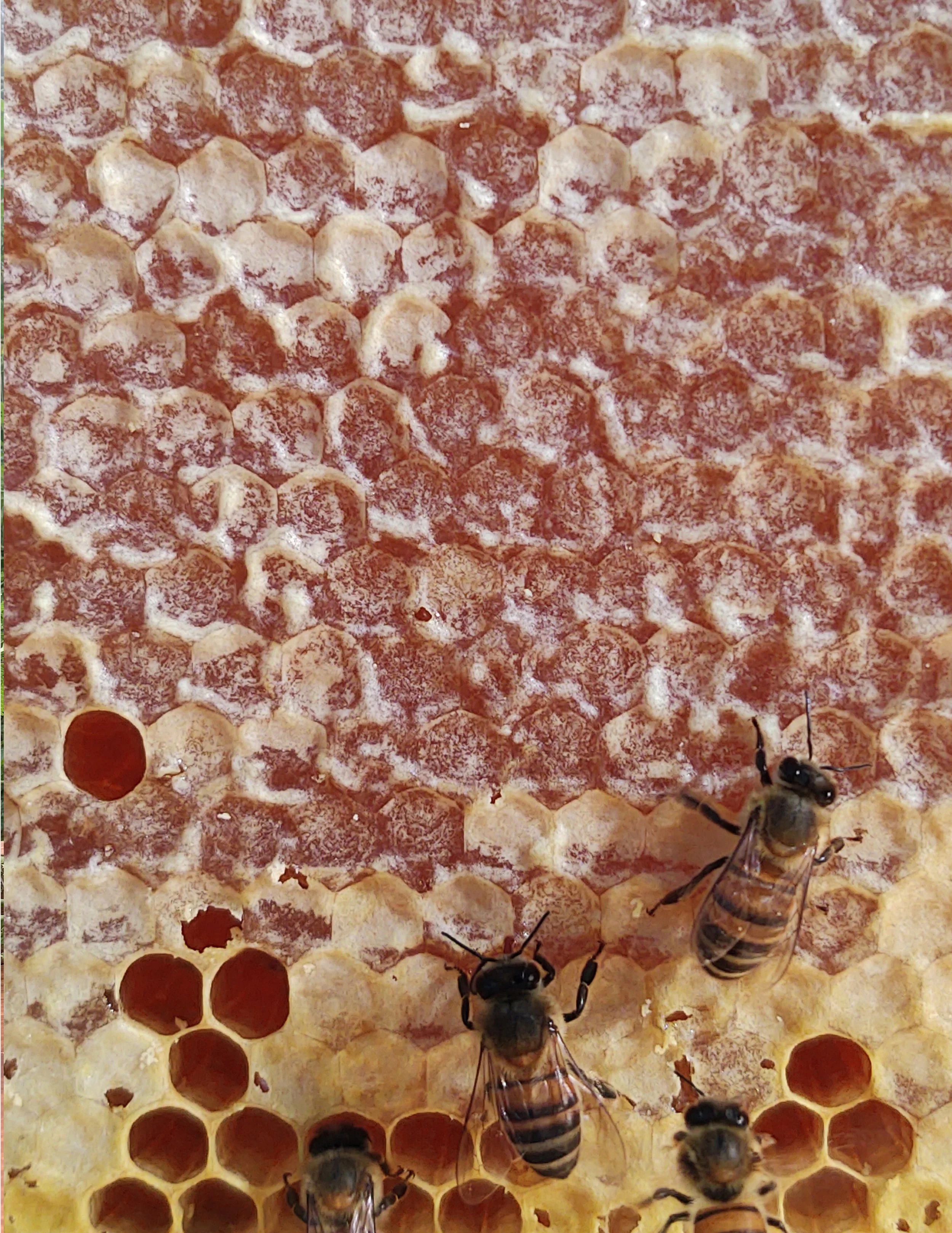Close-up of honeycomb with several honeybees on the hexagonal cells.