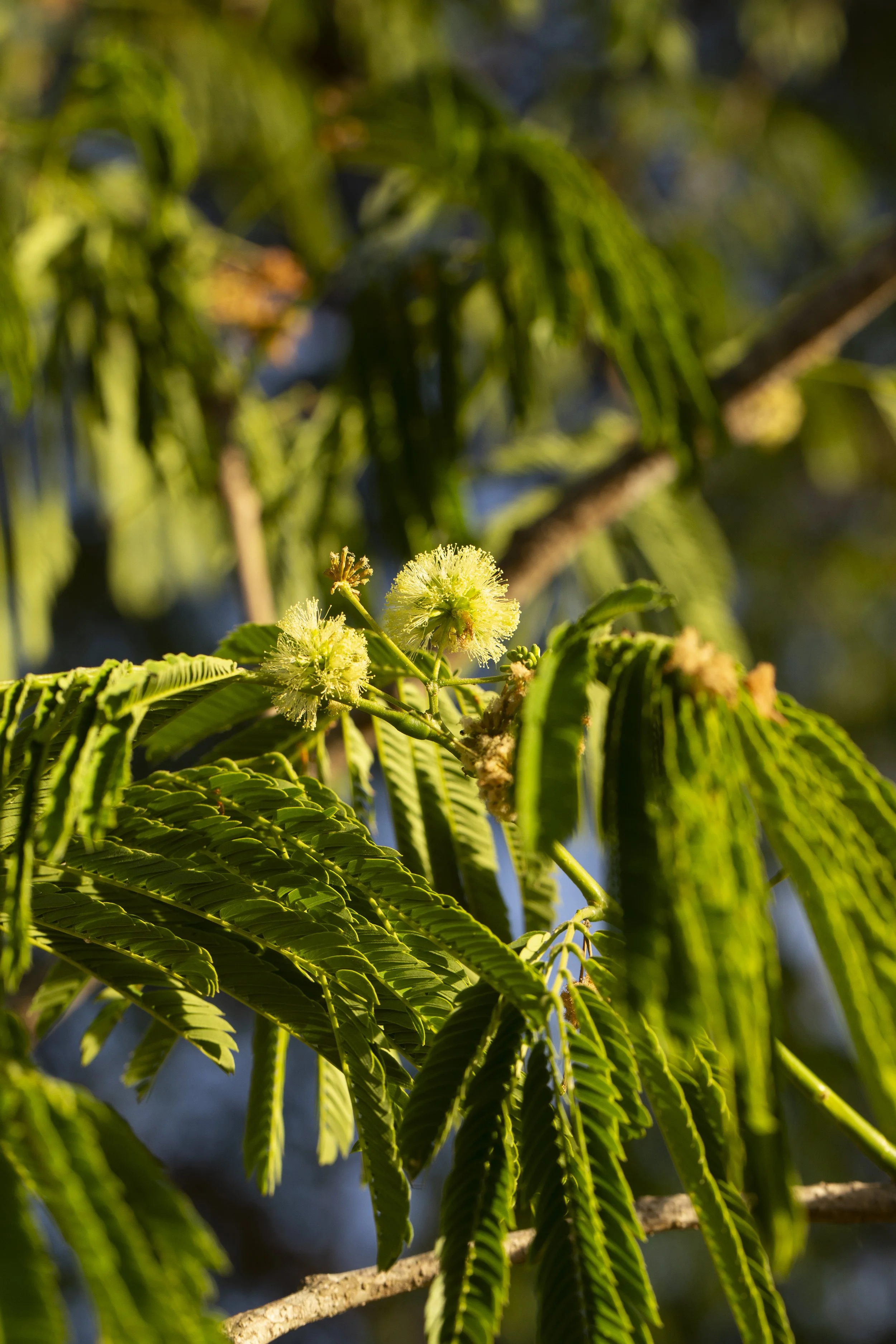 Pale Parota blossoms surrounded by feathery green leaves in warm forest sunlight.