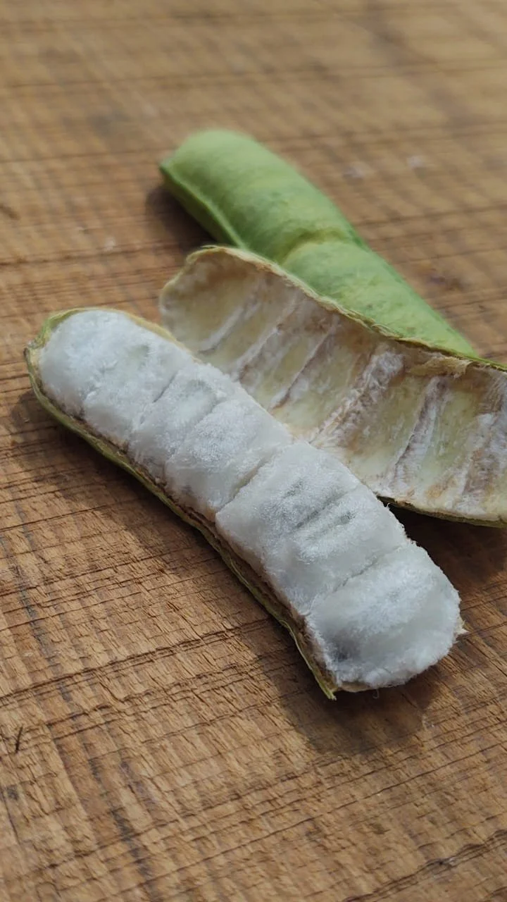 An opened Pacay pod showing the soft white pulp known as ice-cream bean.