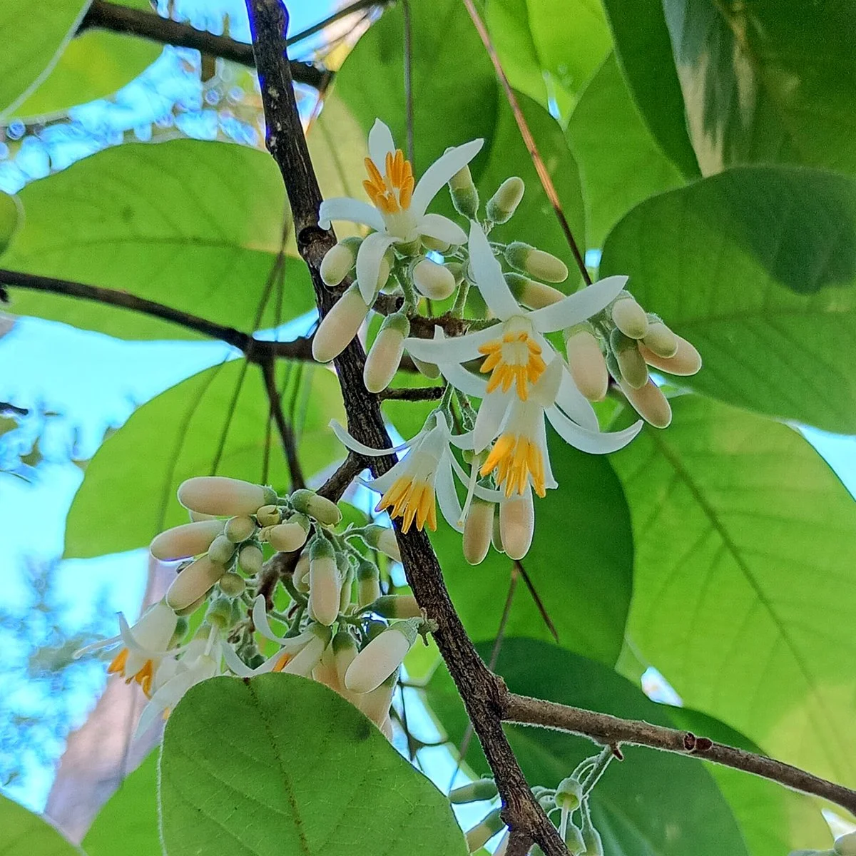 Clusters of delicate white Snowbell blossoms among green leaves in the mountain forest.