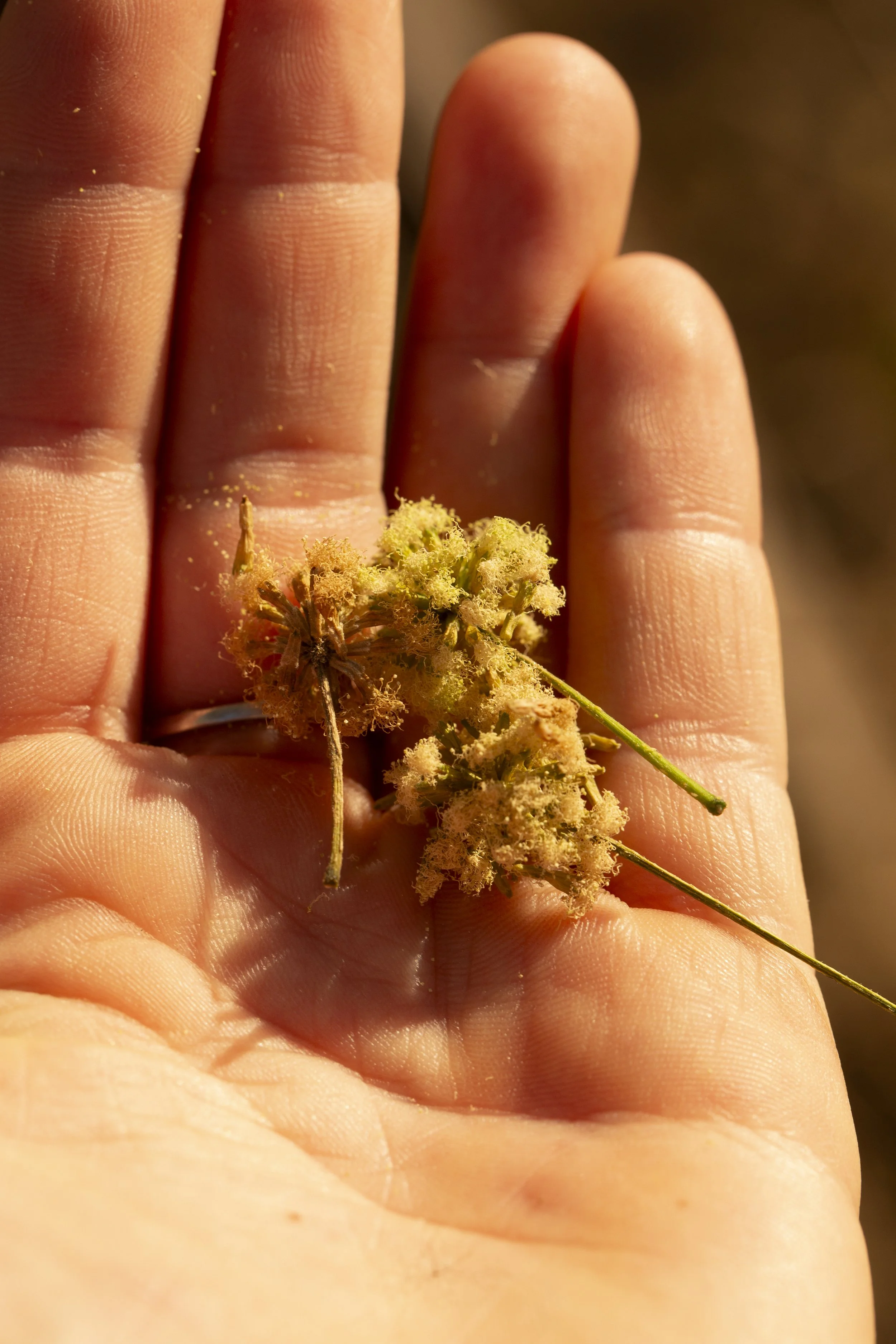 Fresh Parota flower clusters resting in the beekeeper's hand for scale.