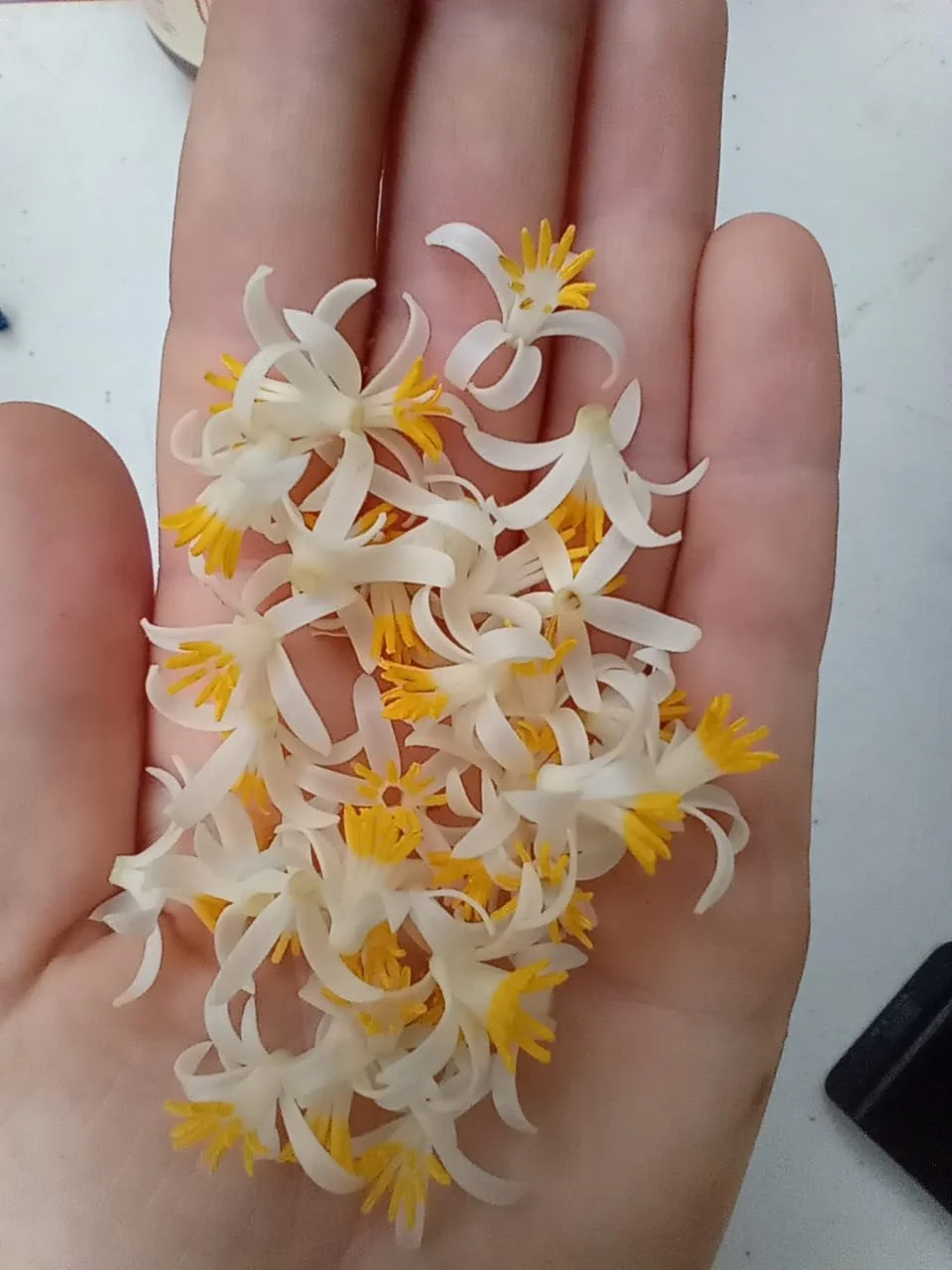 White Snowbell blossoms gathered by the beekeeper from the forest floor after the winter bloom.
