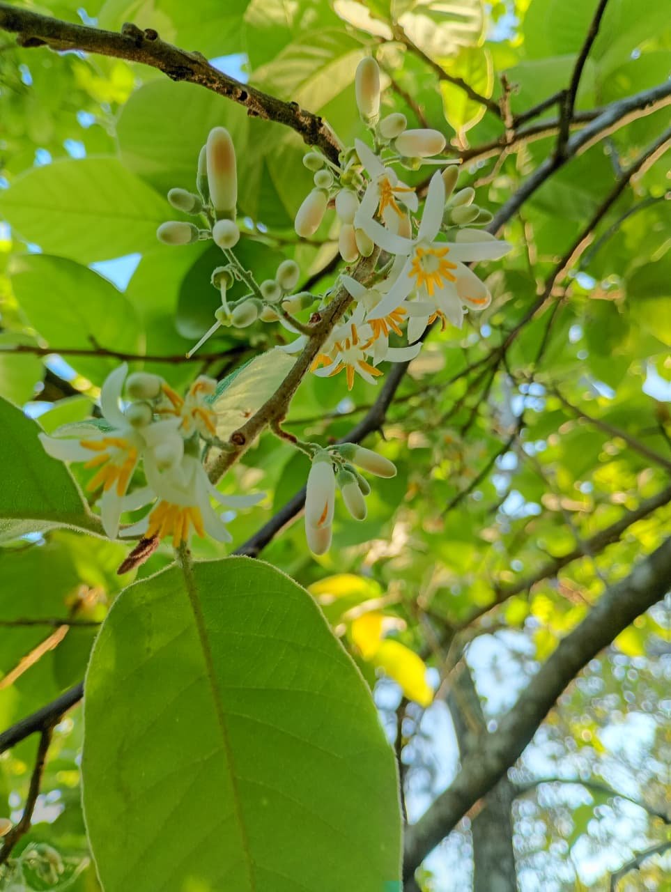 Close view of white Snowbell flowers with golden stamens and unopened buds in the mountain forest.