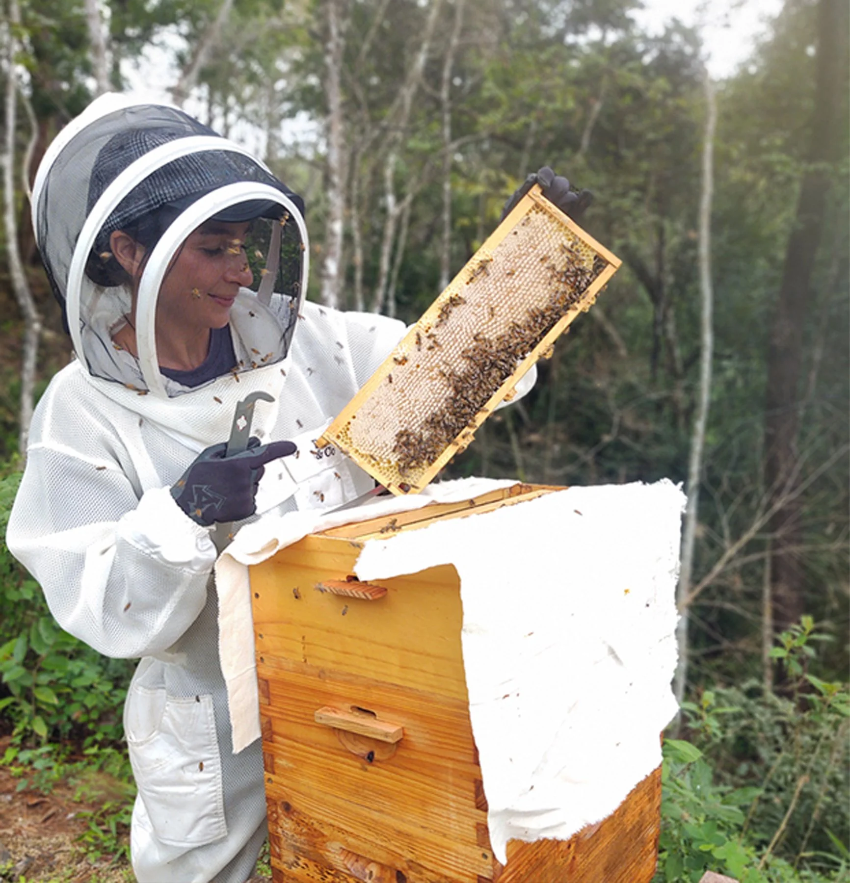 Main beekeeper in beekeeping suit holding a honeycomb frame with bees, next to a wooden beehive in a forested area.