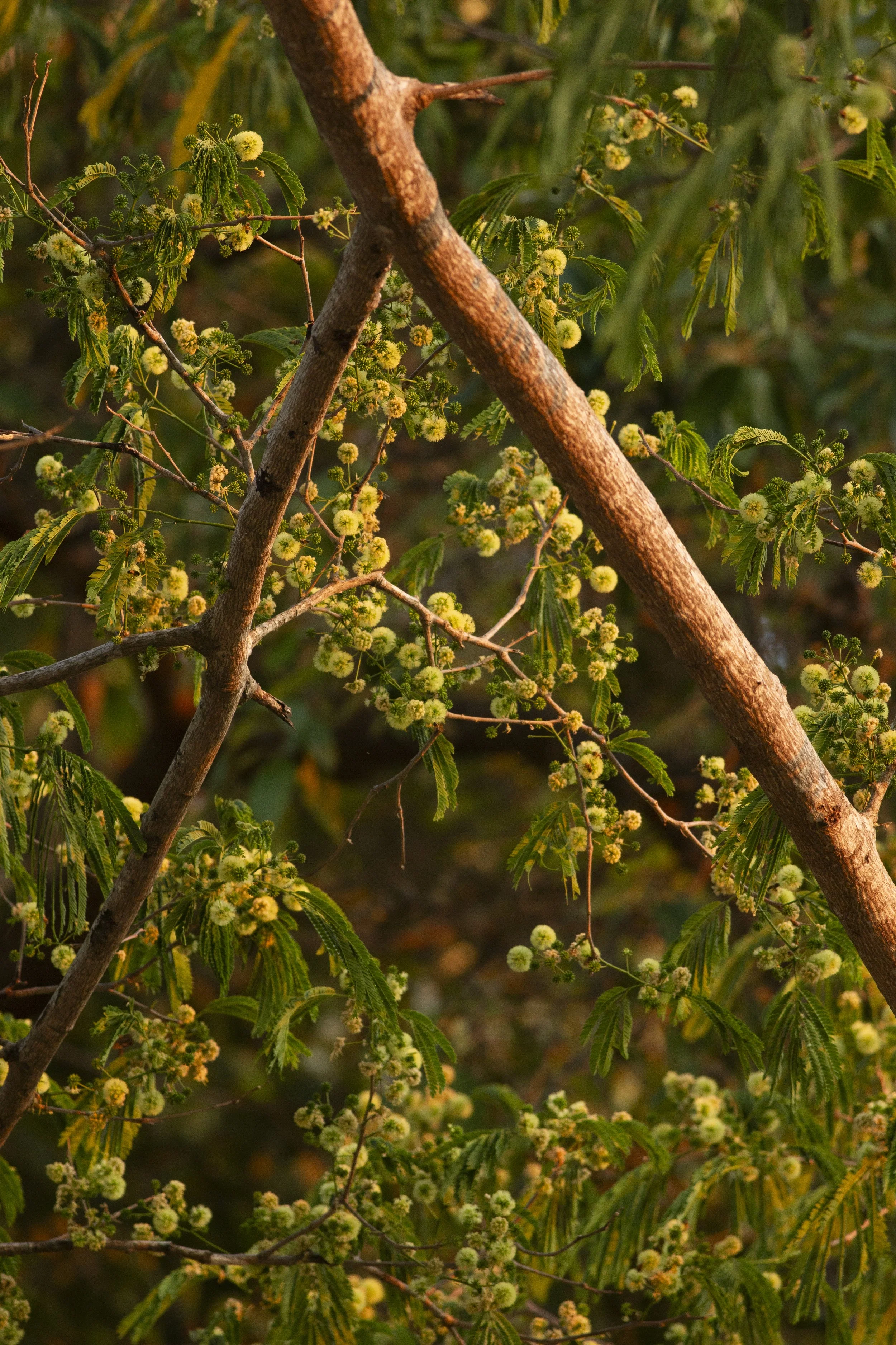 Flowering Parota branches forming part of the diverse Cabo Corrientes forest canopy.