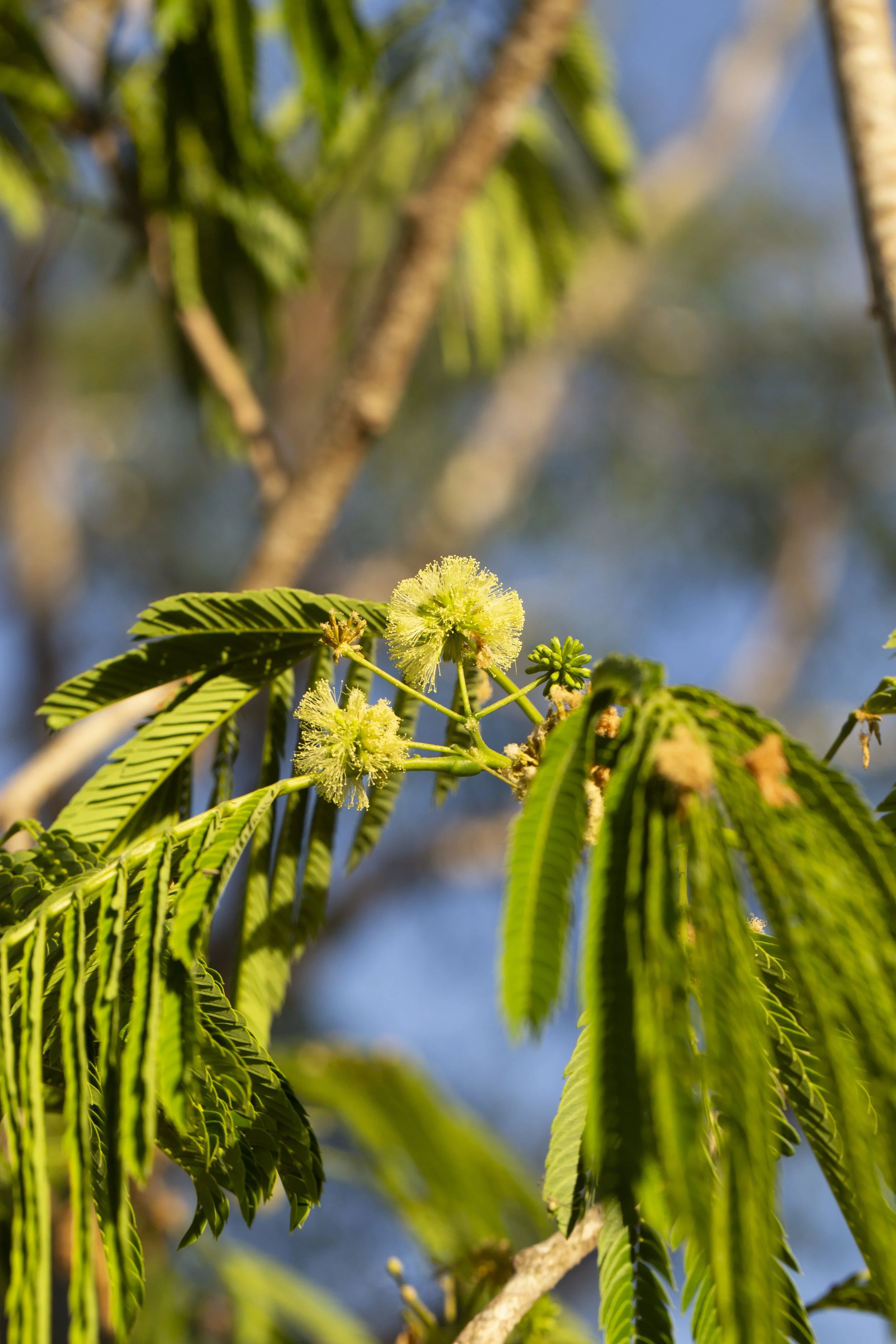 Parota flower clusters opening among delicate green leaves high in the forest canopy.
