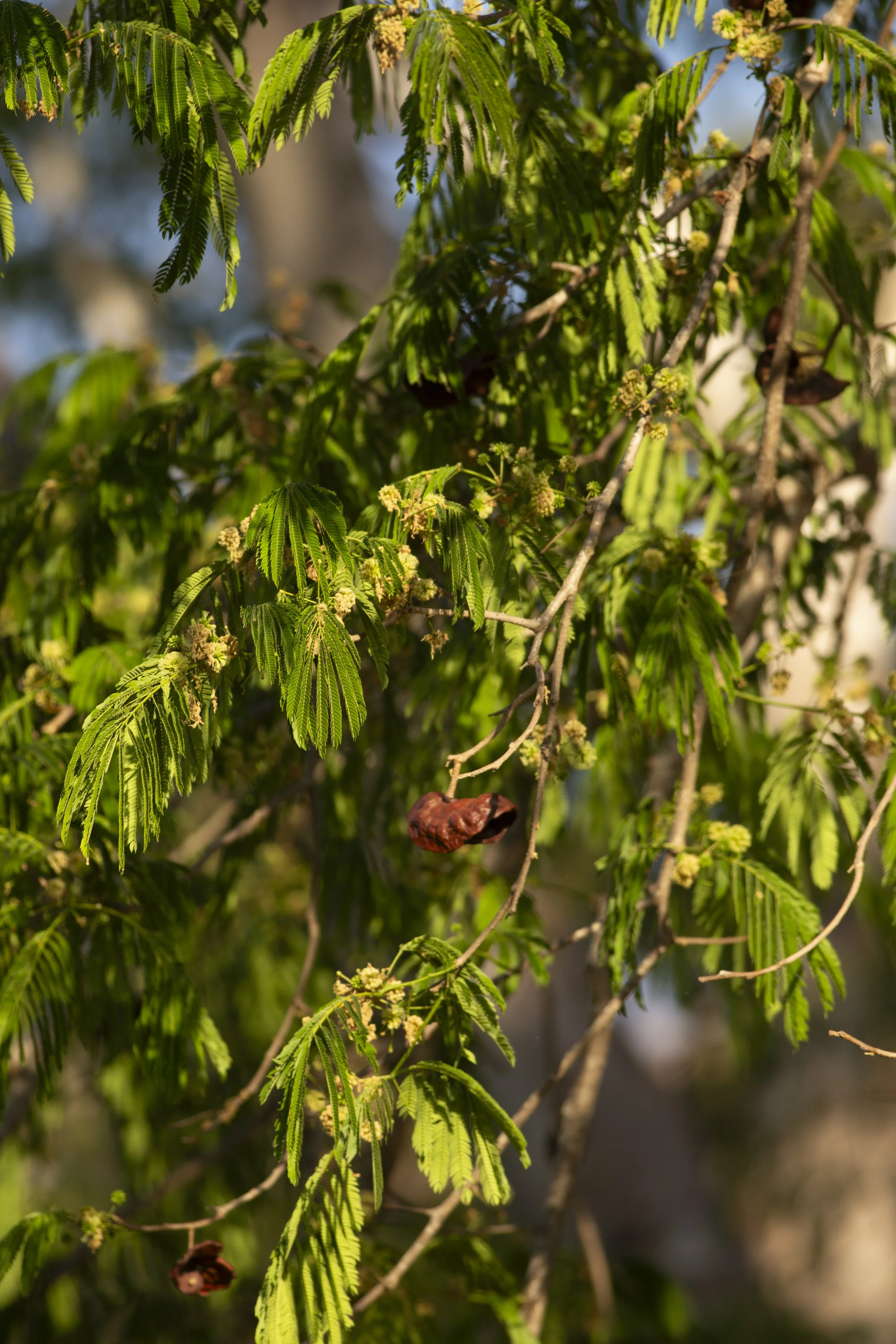 Parota branches carrying pale blossoms and developing seed pods in the mountain forest.