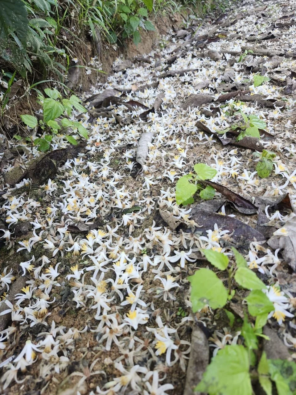 Freshly fallen Snowbell blossoms carpeting the mountain forest floor like snow in December.
