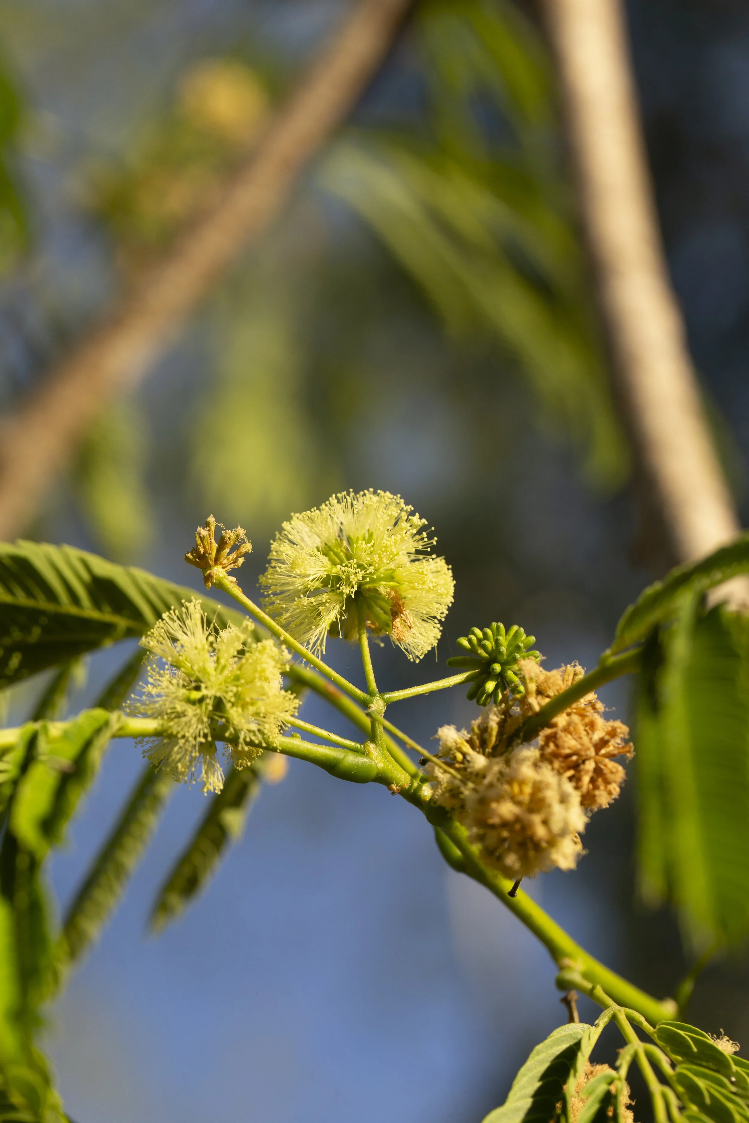 Close view of soft yellow-green Parota flower clusters visited by forest pollinators.